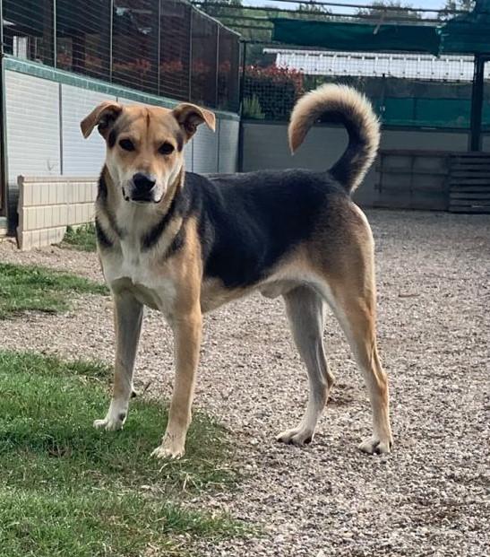 Poseidone, adozione del cuore, un po’ timoroso Foto 4